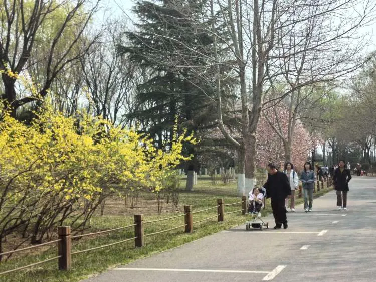 寻着花香在济南植物园遇见春和景明