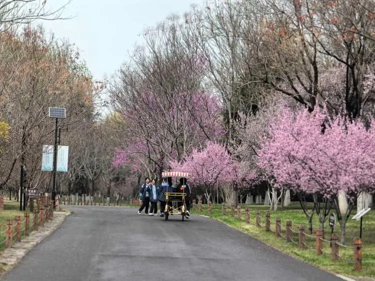 寻着花香在济南植物园遇见春和景明