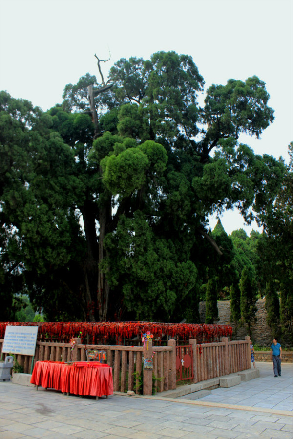 济南市十大树王之四门塔九顶松
